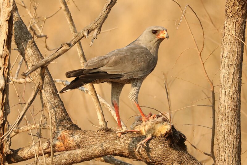 Dark Chanting Goshawk on a kill - Graham Benfield - B2
