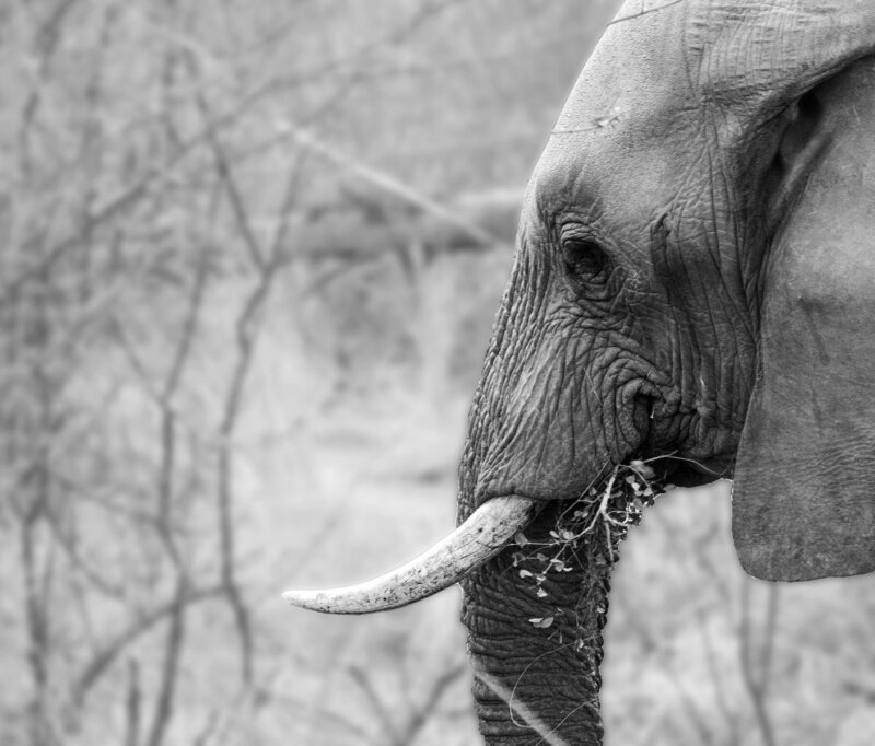 Elephant - Kim Phillips - B19 guest