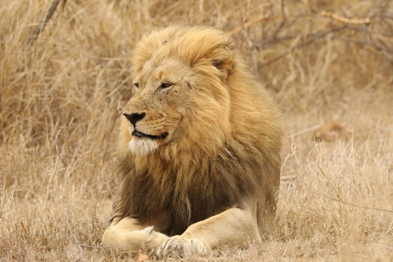 Male lion - B3 - Graham Benfield - B2