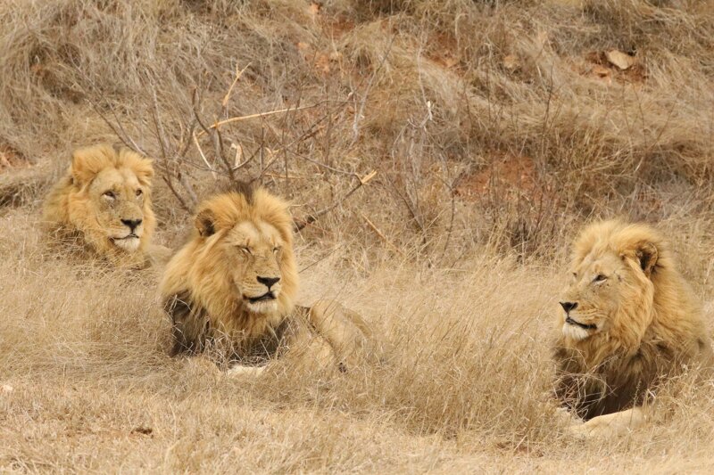 Male-lions---B3---Graham-Benfield-B2