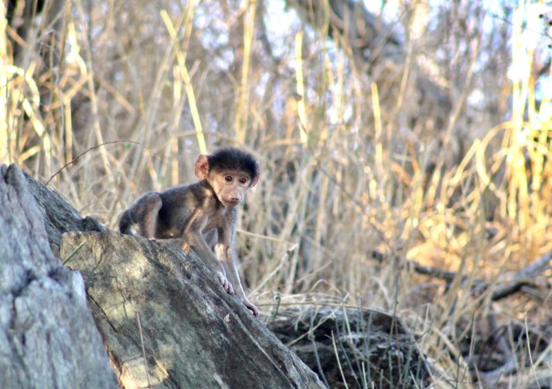 Baby baboon - Douglas Button - B30