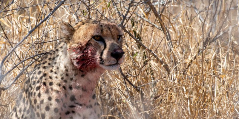 Cheetah on a kill - ORGR - Lars Cox - B19