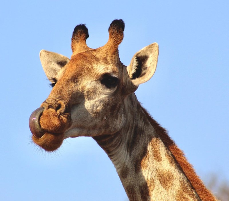 Giraffe - Douglas Buton - B30