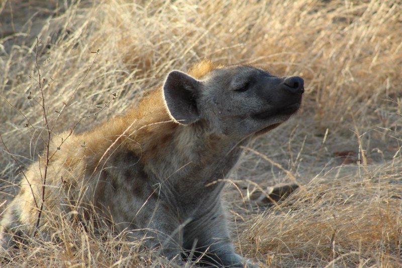 Hyena - Douglas Button - B30