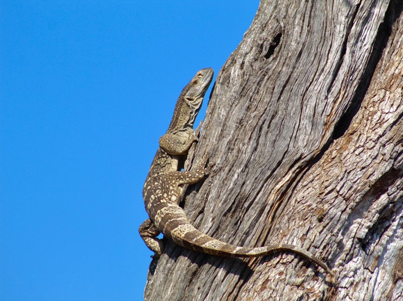 Monitor lizard - Douglas Button - B30