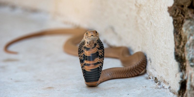 Mozambique spitting cobra - B19 shower - Lars Cox - B19