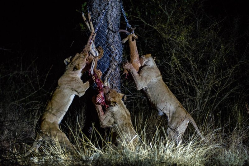 Predator census on ONGR - Lars Cox - B19