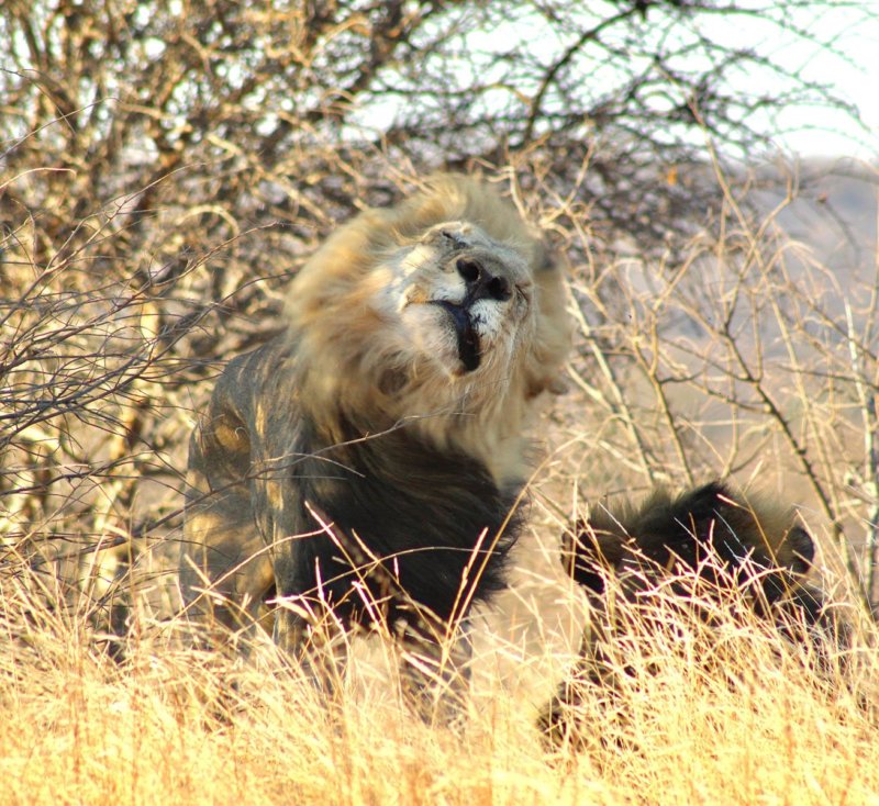 Tshukudu male - Douglas Button B30