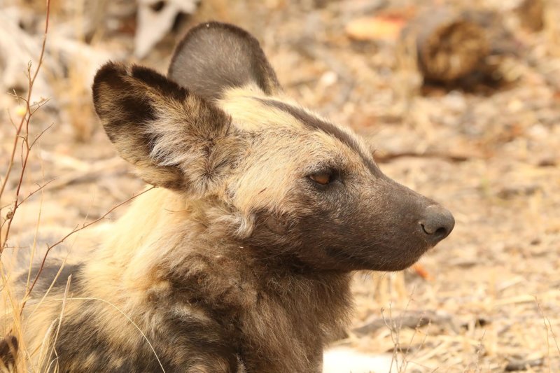 Wild dog - ORGR - Graham Benfield - B2