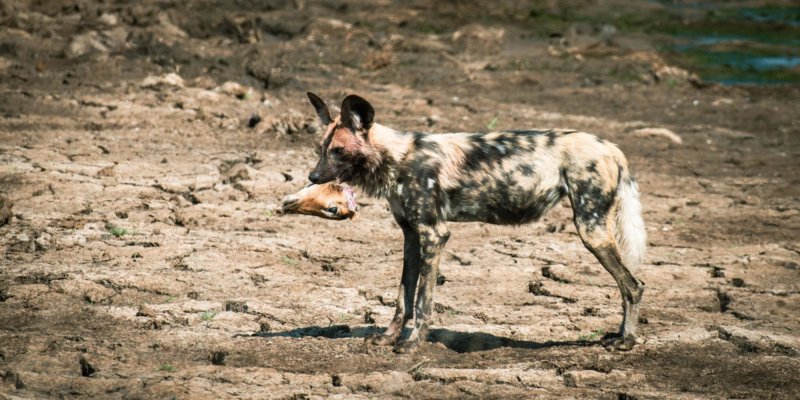 Wild dog kill - Big Dam - Lars Cox - B19