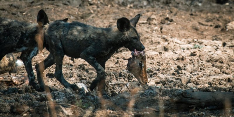 Wild dog puppies - Big-Dam - Lars Cox - B19